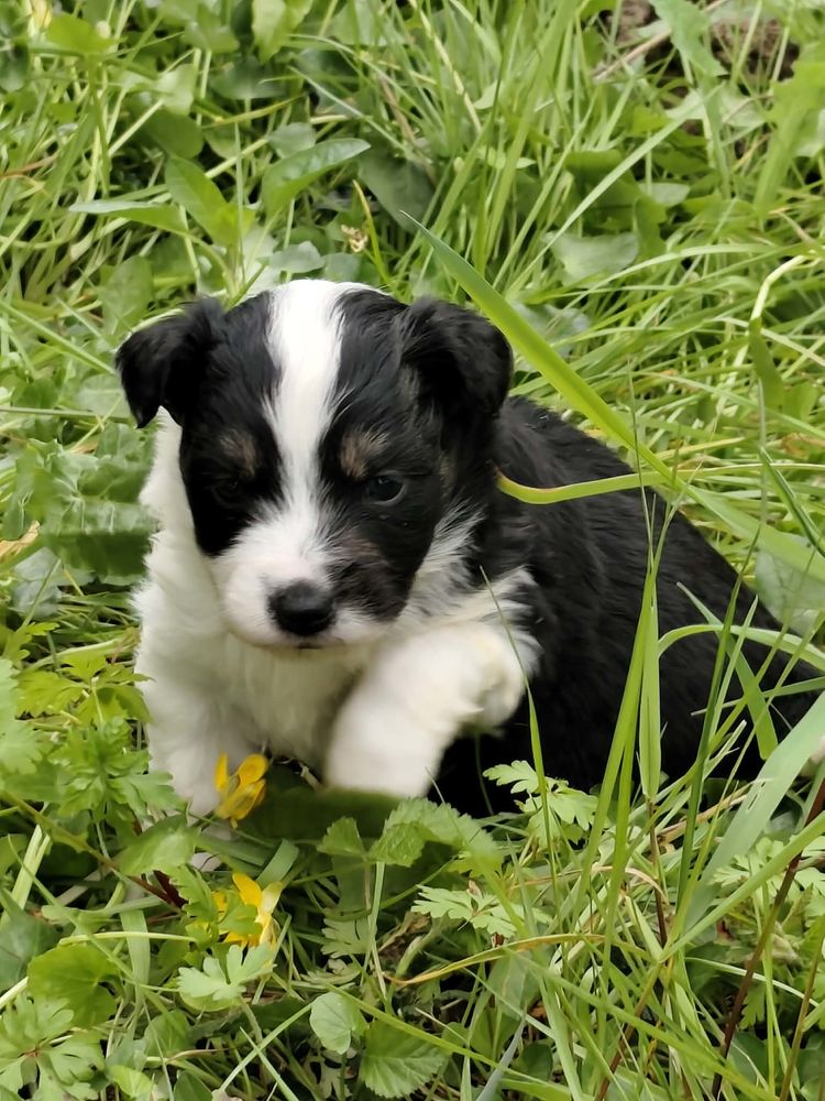 berger americain miniature LOF 1600 85440 Avrill�