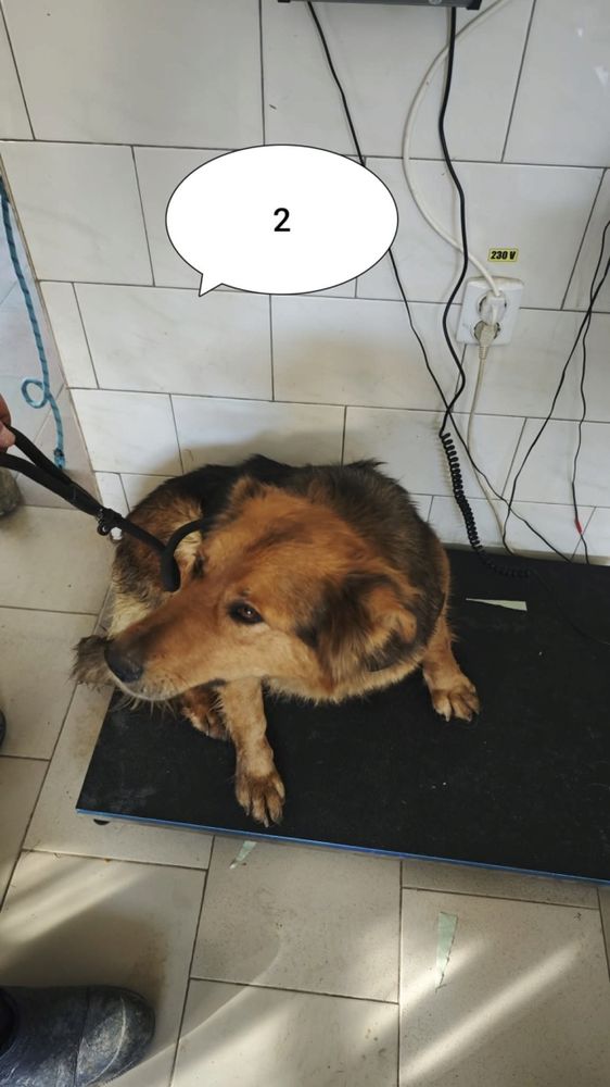 Namaari &agrave; l'adoption 200 67000 Strasbourg