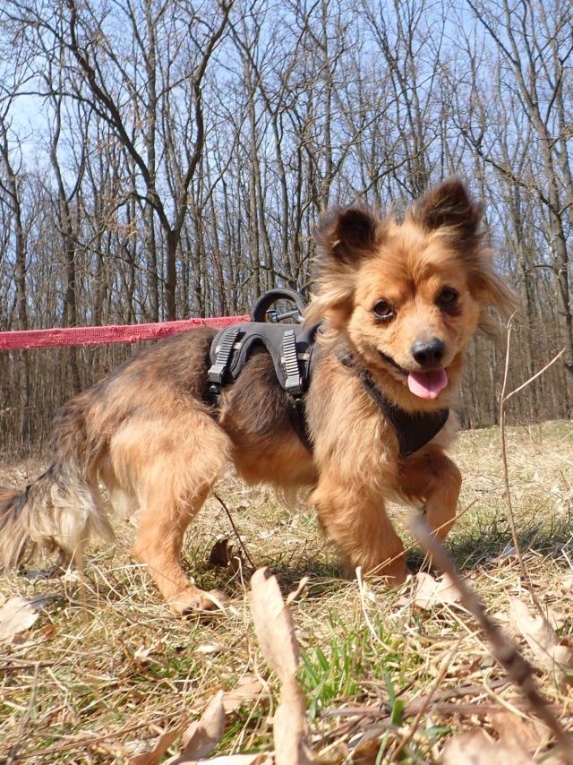 Salma &agrave; l'adoption 300 44000 Nantes