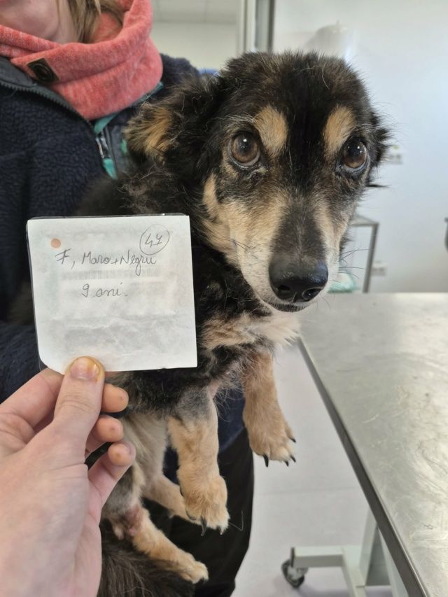 Oldie &agrave; l'adoption 200 89000 Auxerre