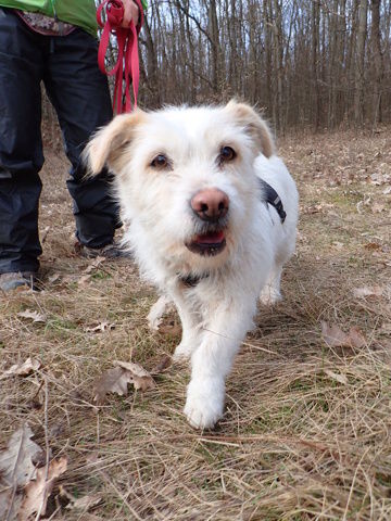 Cristina &agrave; l'adoption 300 42000 Saint-�tienne
