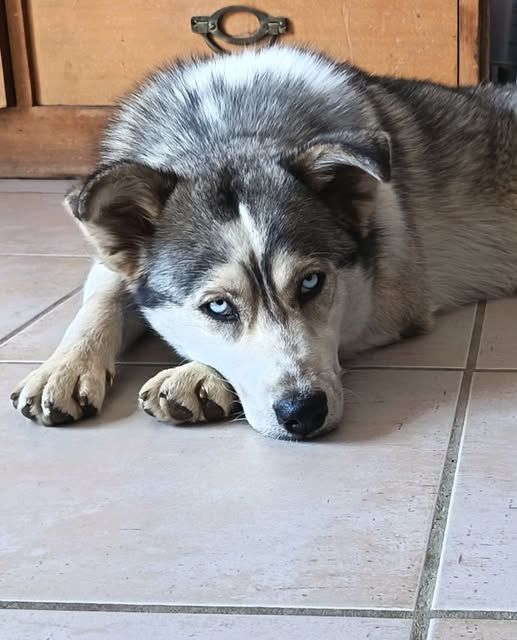 Chien NAYA &agrave; l adoption 300 26700 Pierrelatte