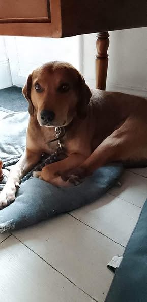 Chien BANDIT &agrave; l adoption 100 07370 Eclassan