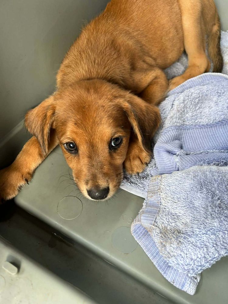 Loki, le plus gentil 300 28000 Chartres