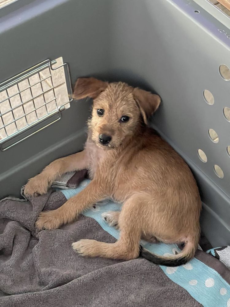 Noisette, la bouille &agrave; bisous 300 55000 Bar-le-duc