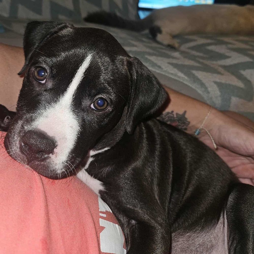 Bria, la machine &agrave; c&acirc;lins 300 02000 Aulnois-sous-laon