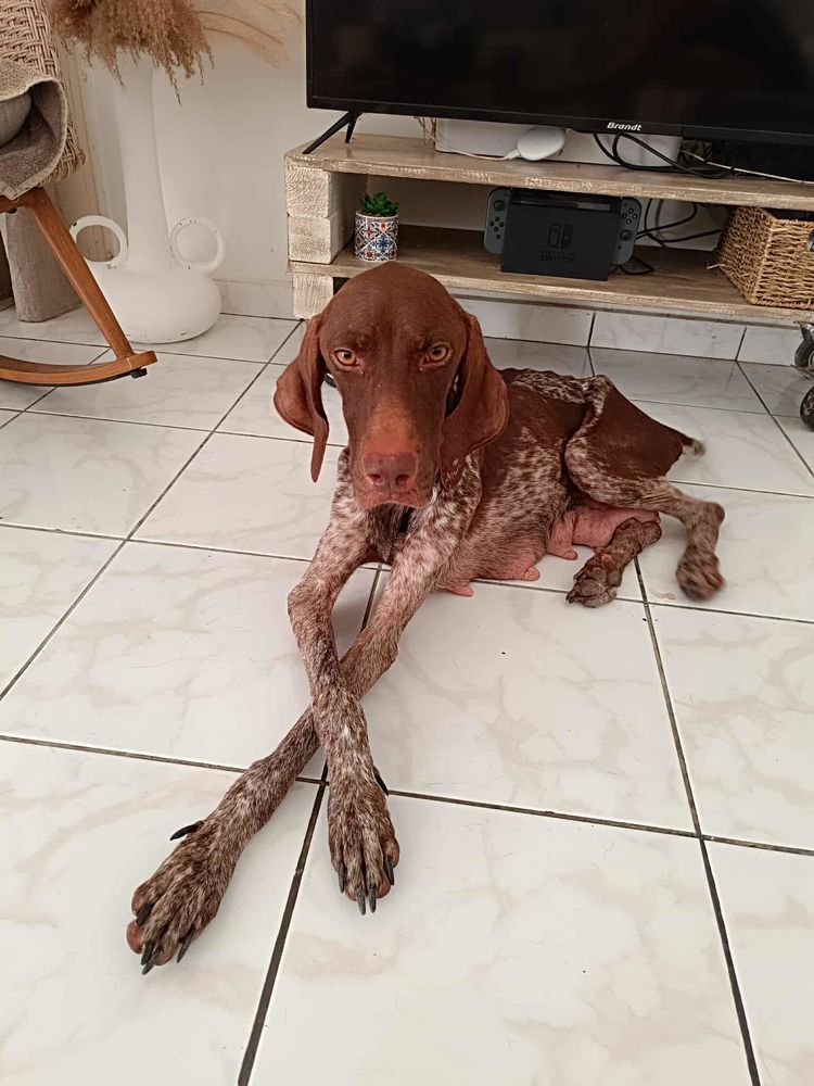 Kiara, le soleil sur pattes 350 41000 Blois