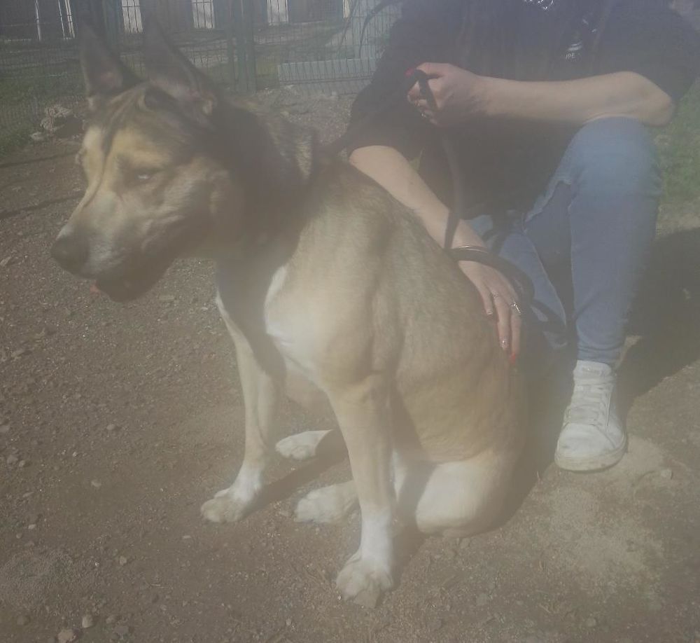 BANQUISE, bouvier yeux bleus, 6 ans 220 34500 B�ziers