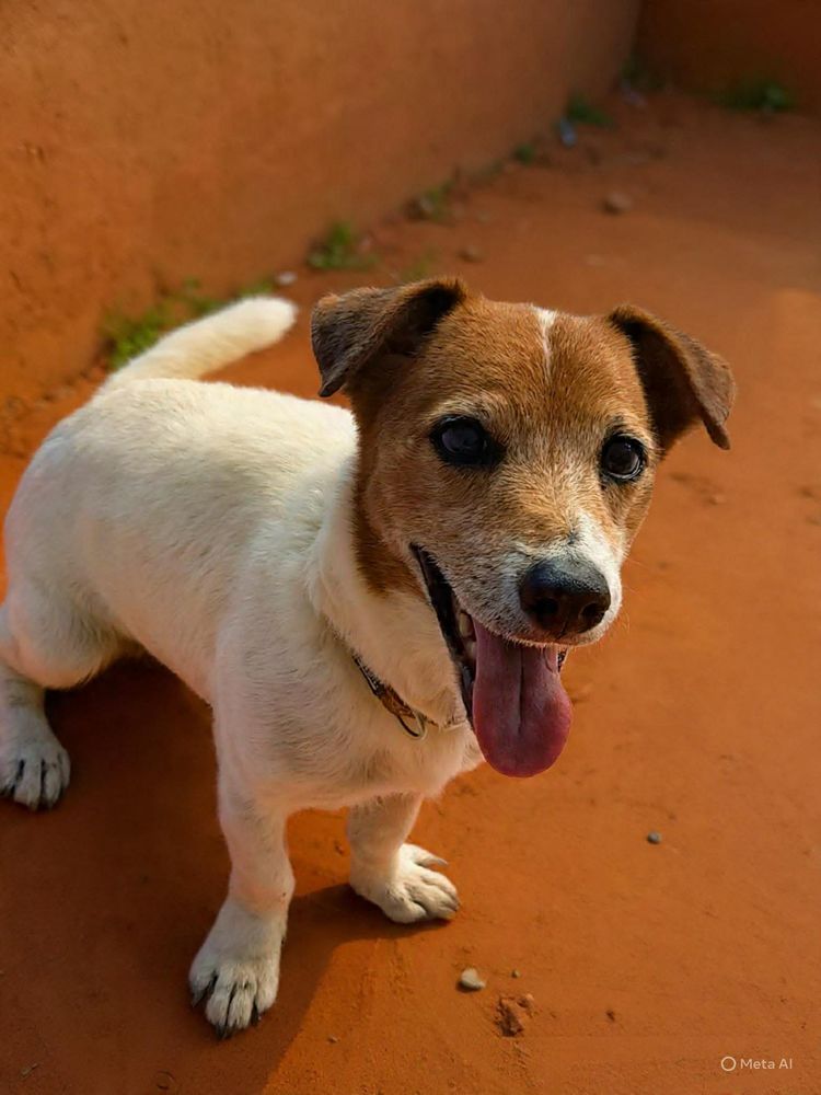 RUDY la boule d'&eacute;nergie 350 95000 Cergy