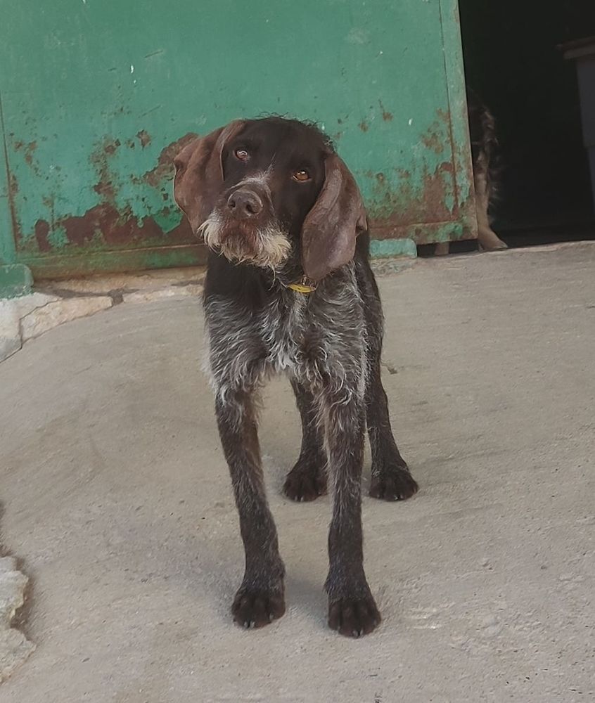 MARCELA 3ans, merveilleuse femelle Drahthaar 315 24140 Douville