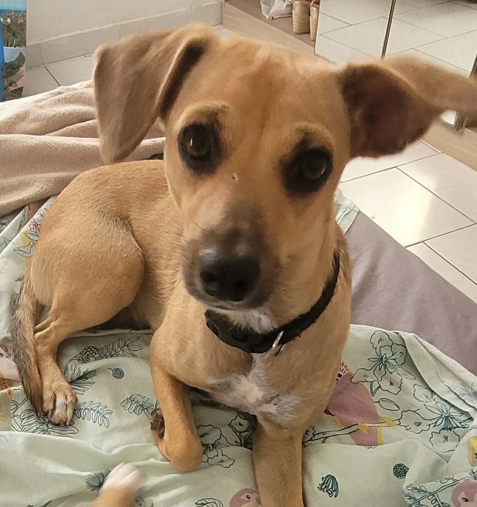 PERLE le bijou des &icirc;les 350 95000 Cergy