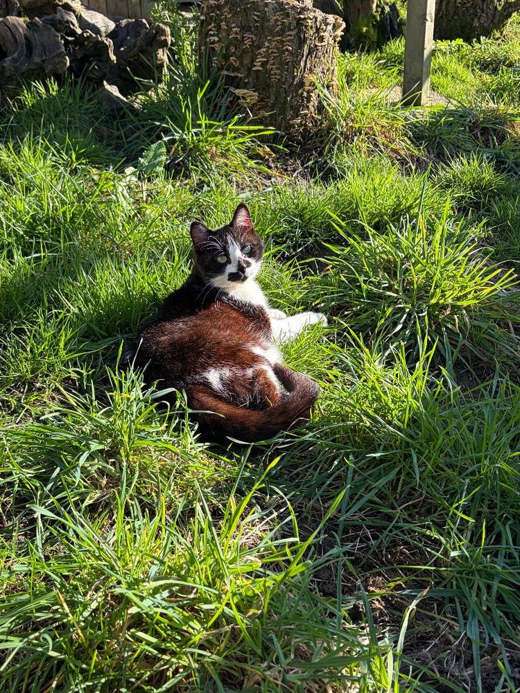 Gentille minette &agrave; adopter 185 14250 Chouain