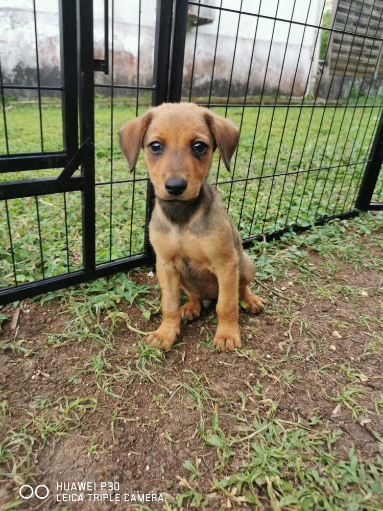 Fuego, M&acirc;le, X Berger, n&eacute; le 15/01/2026 300 28000 Chartres