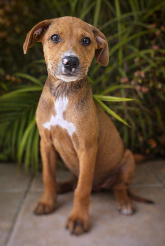 Miko, m&acirc;le, X Berger, n&eacute; le 10/12/2025🐶 300 95000 Boisemont