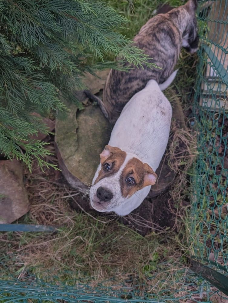 Roach, m&acirc;le X berger, n&eacute; le 01/11/2025 🤍 300 94000 Cr�teil