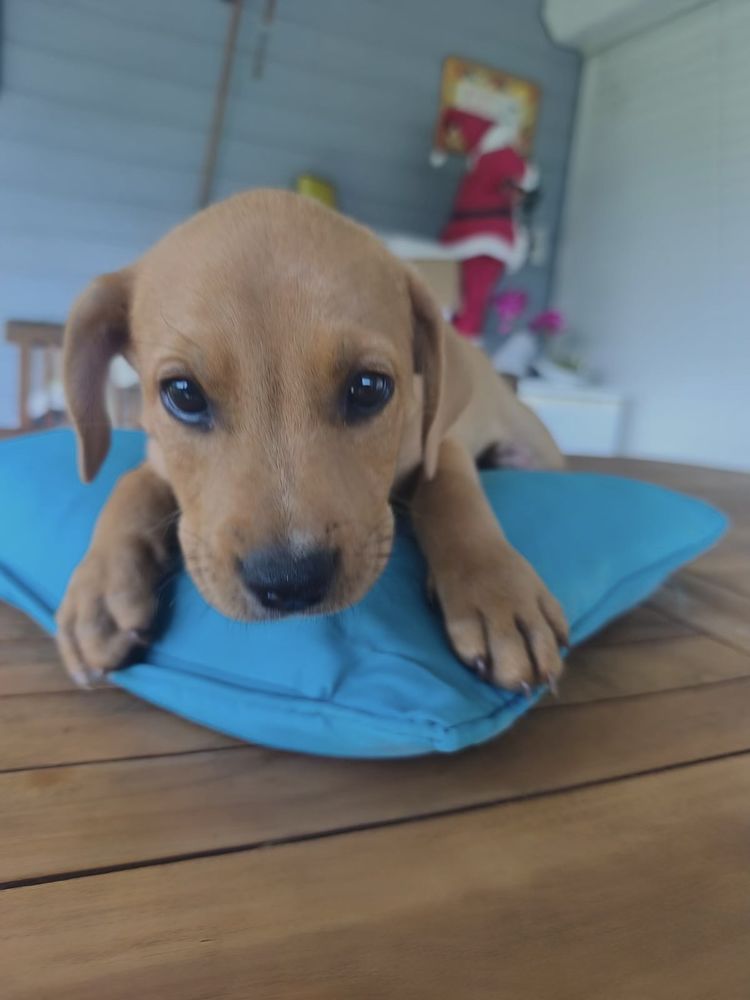 Saphir, m&acirc;le crois&eacute; berger cr&eacute;ole, n&eacute; le 28/11/2025 🤍 300 37000 Tours