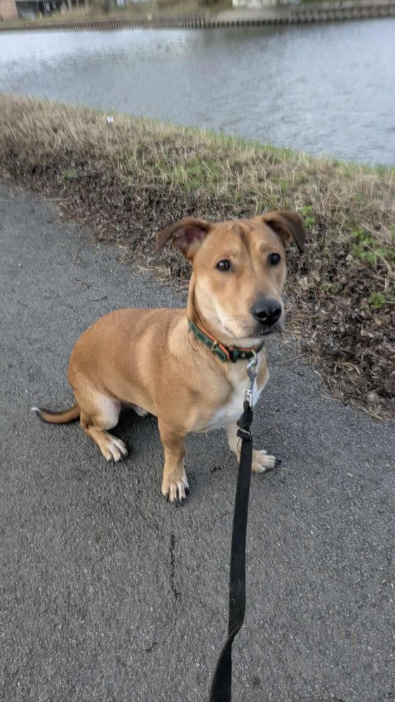 Bosko, m&acirc;le X berger n&eacute; le 10/12/2024 380 57000 Metz