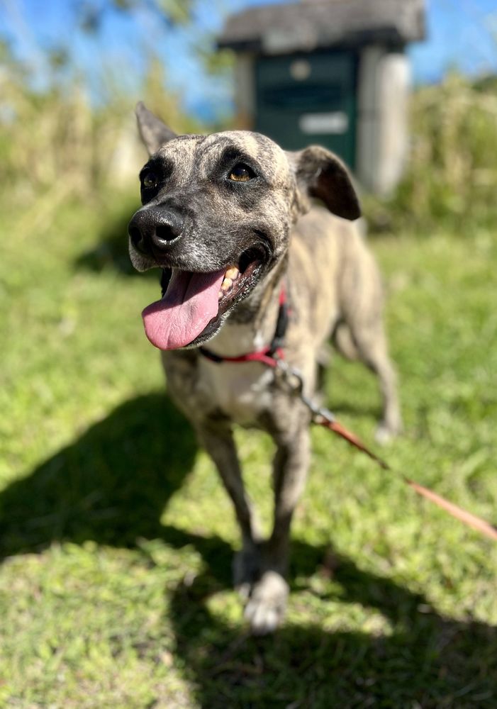 Donna, femelle, crois&eacute;e berger, n&eacute;e le 10/09/2023 380 45000 Orl�ans