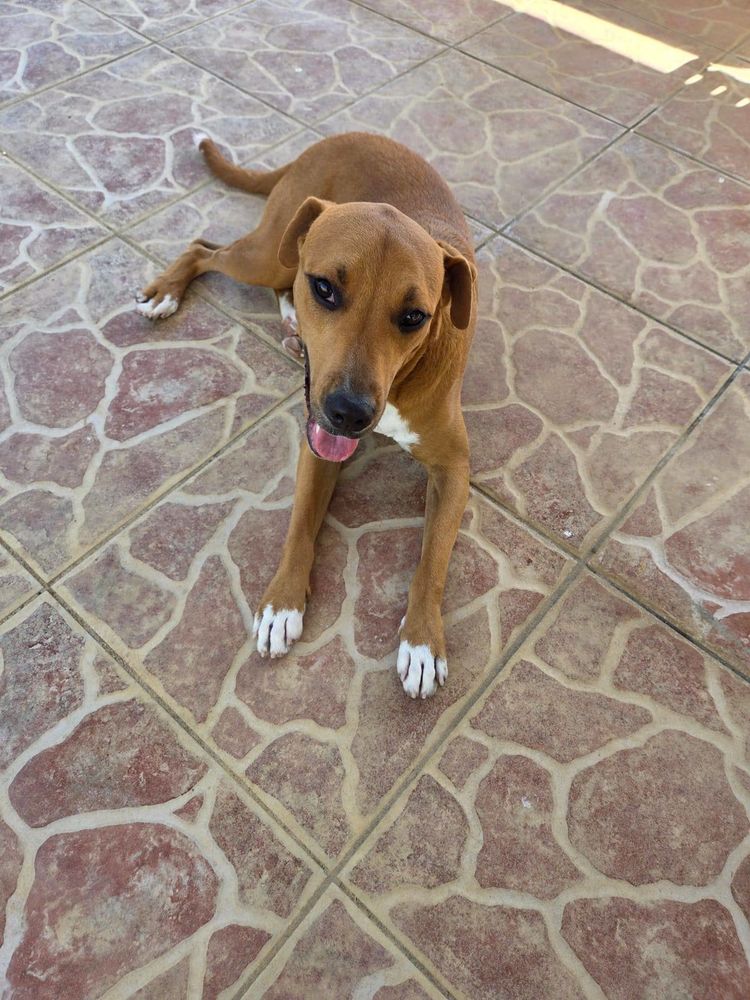 Frisky, M&acirc;le, X Berger, n&eacute; le 01/04/2025 🐶 380 80000 Amiens