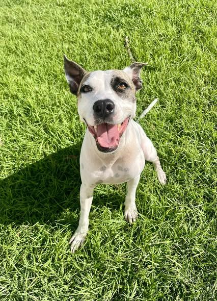 Hanae, femelle crois&eacute;e berger n&eacute;e le 03/11/2023 🐶 380 57000 Metz