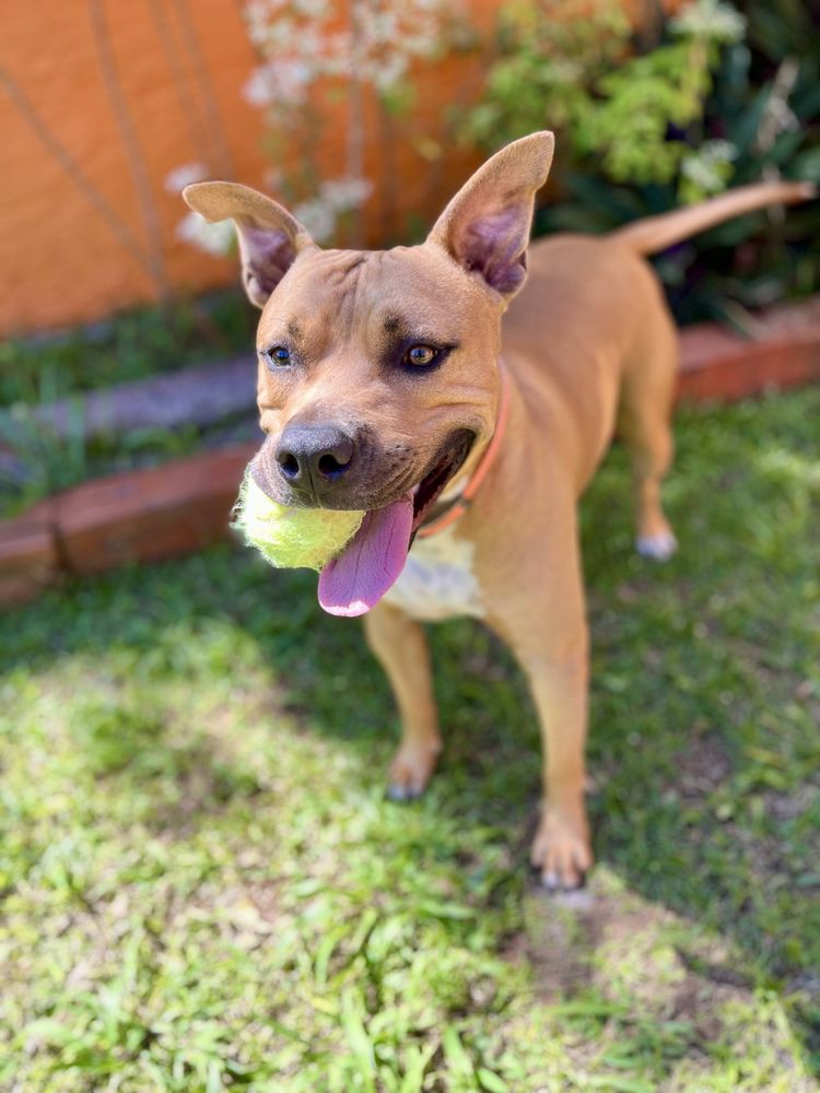 Omy, m&acirc;le crois&eacute; berger, n&eacute; le 31/01/2024🐶 380 49000 Angers