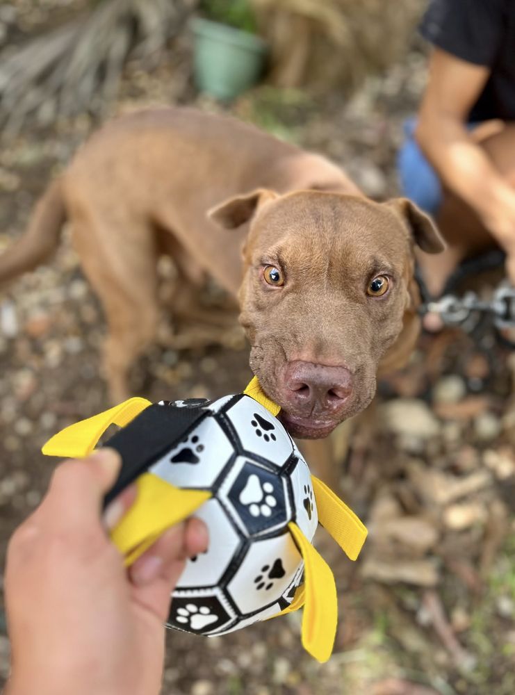 Pollux, m&acirc;le crois&eacute; Shar Pei, n&eacute; le 03/06/2024 🐶 380 92000 Nanterre
