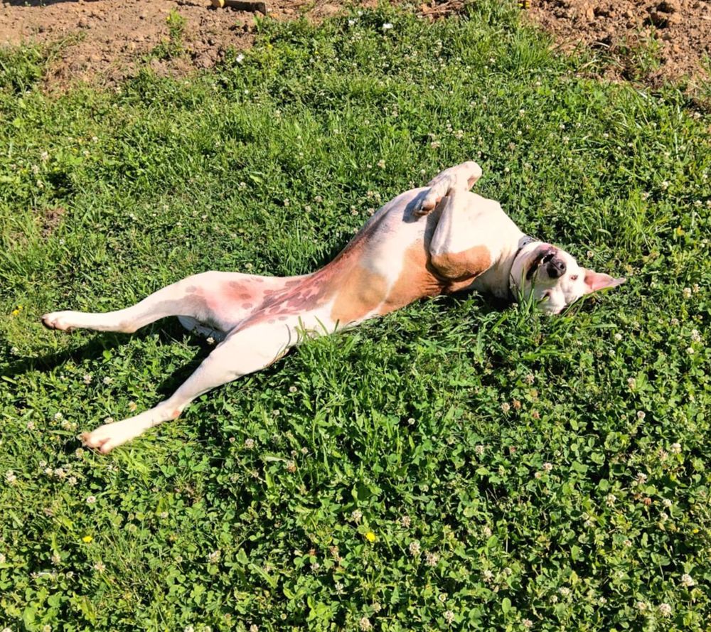 Romy, femelle, X Berger, n&eacute;e le 02/10/2022 380 62000 Arras