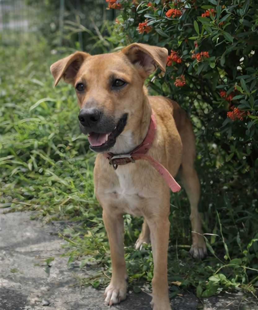 Spark, M&acirc;le, X Berger, n&eacute; le 20/09/2025🐶 380 37000 Tours