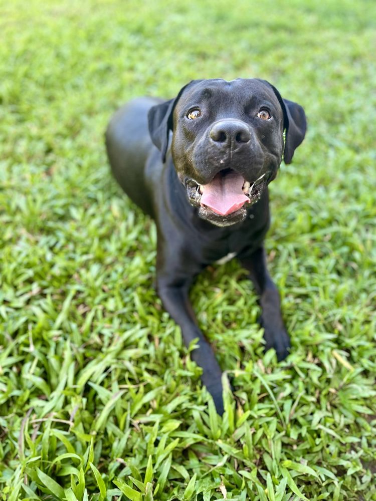 Tito, m&acirc;le crois&eacute; berger, n&eacute; le 10/02/2022 🐶 380 51000 Ch�lons-en-champagne