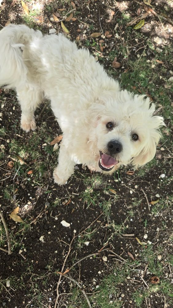 Loulou le foufou 350 14000 Caen