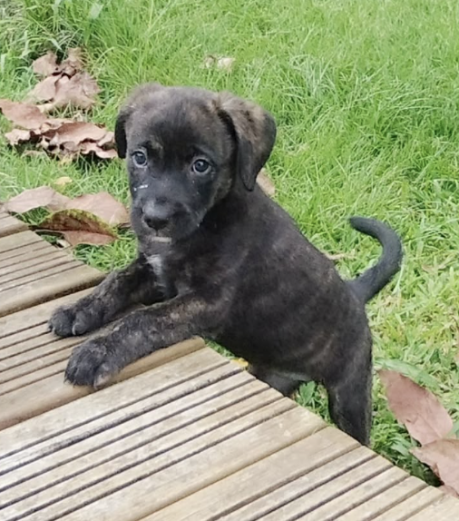 Boo l'exploratrice  300 80000 Amiens