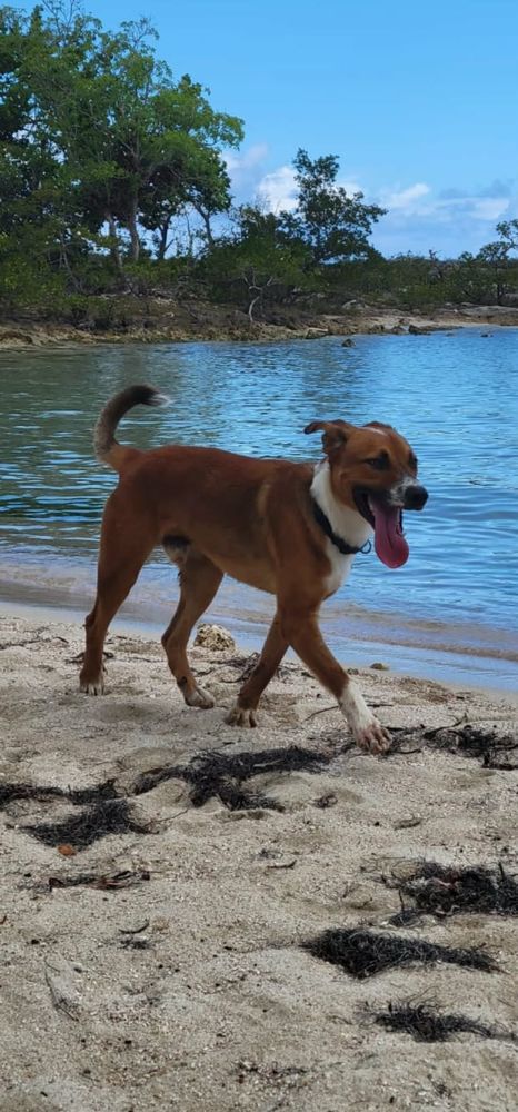 ALOKA le magnifique  350 89000 Auxerre