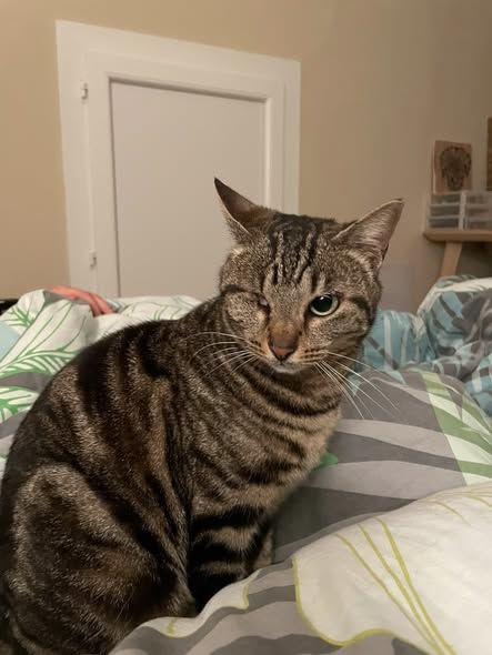 Chat NAMI &agrave; l adoption 200 26790 Suze-la-rousse