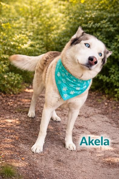 Chien AKELA &agrave; l adoption 250 84500 Boll�ne