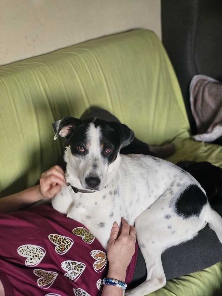 Vador l'adorable petit guerrier tripatte 50 76480 Jumi�ges