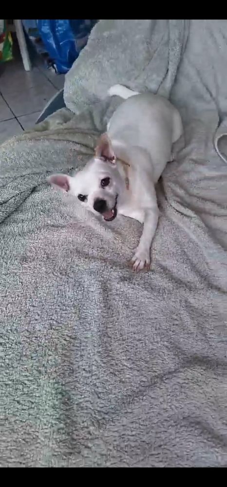 Poupi petite chihuahua pleine d'amour 400 61120 Vimoutiers