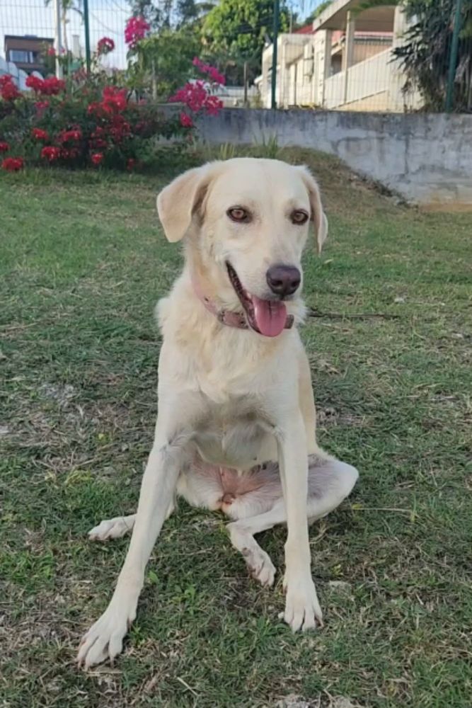 Suzie la belle et douce louloute 350 89340 Champigny