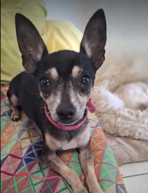 ZIGGY le petit pinscher 350 78000 Versailles