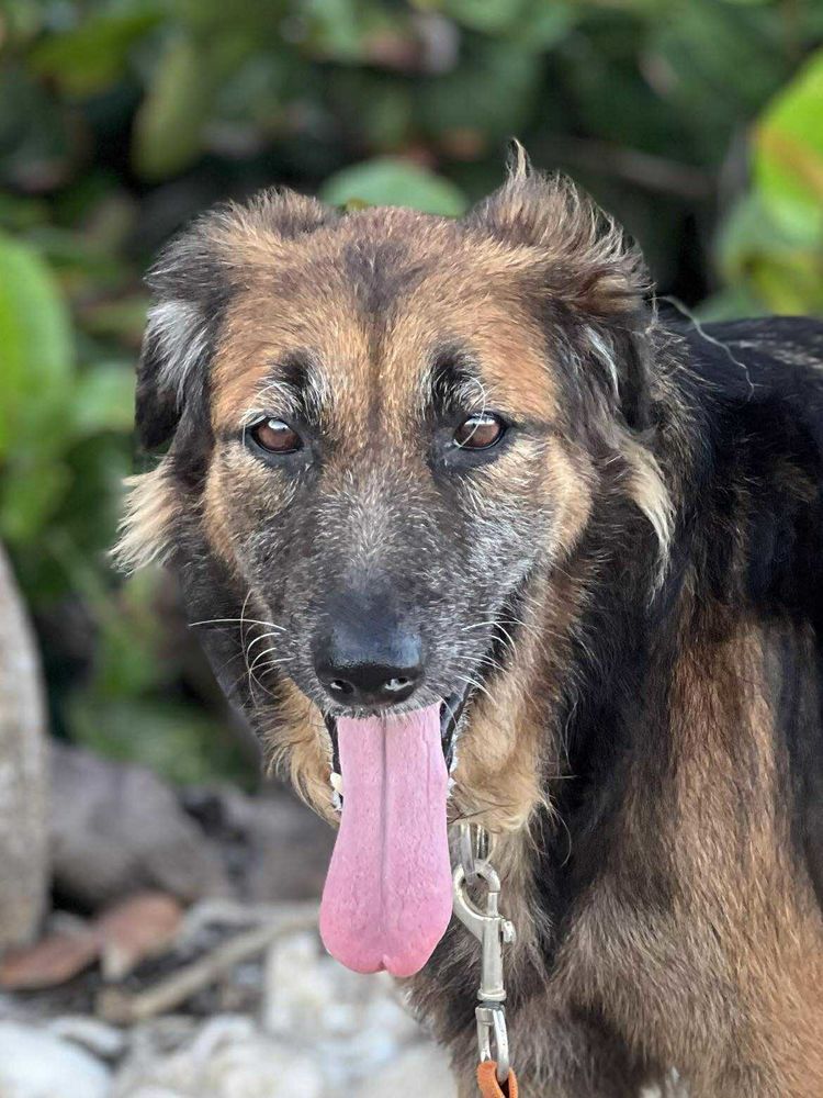 Bobby &agrave; l'adoption depuis un an 150 77150 F�rolles-attilly