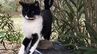   Grominet chat noir et blanc cherche nouveau départ 