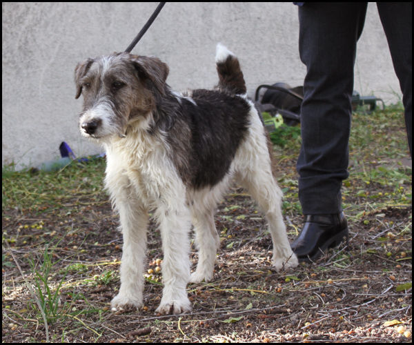 IONA cherche une famille 210 34500 B�ziers