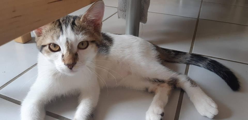 Origami N&eacute; le 22 mars 2018 150 77100 Mareuil-l�s-meaux