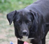   JAYA, jolie croisée Labrador à l'adoption 