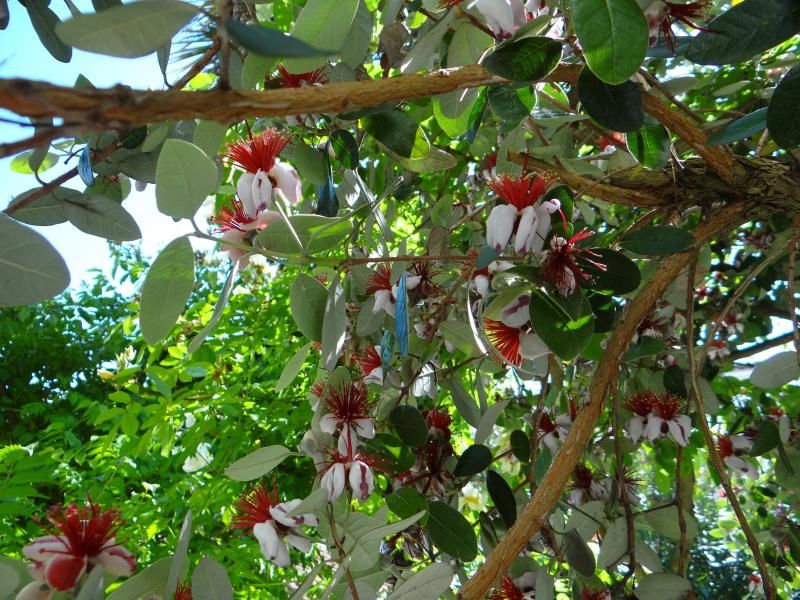   Saint-trojan-les-bains