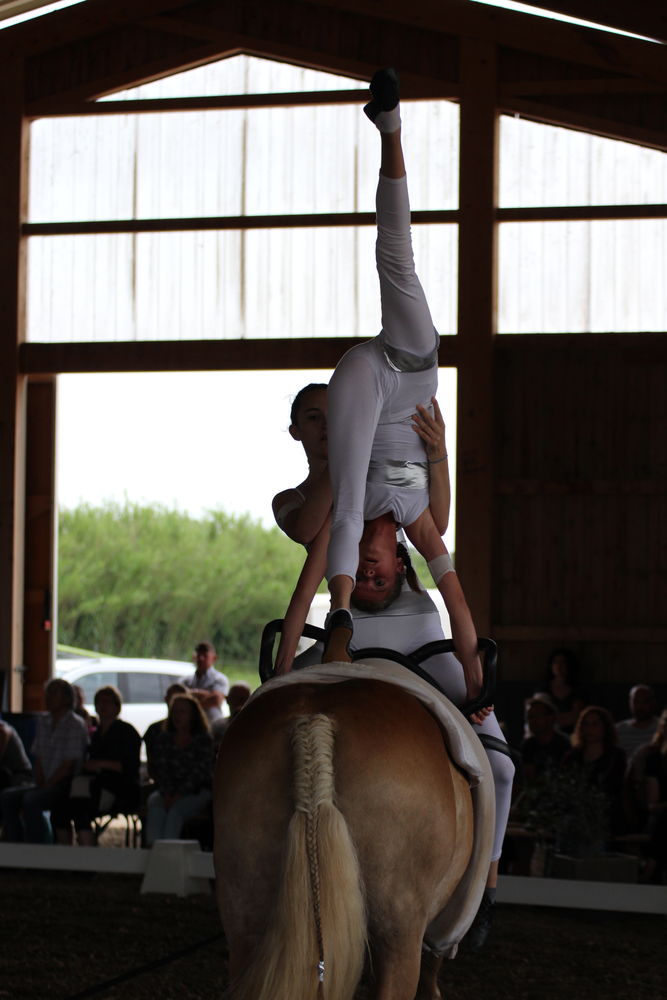EQUI-GYM
centre equestre a ELNE 25 66200 Elne