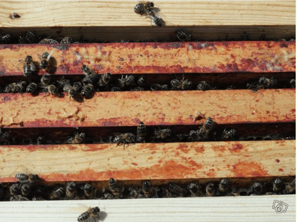 essaims sur cadres 150 76000 Rouen