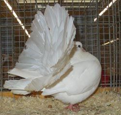 PIGEON FANTAIL BLANC MARSEILLE 30 13009 Marseille