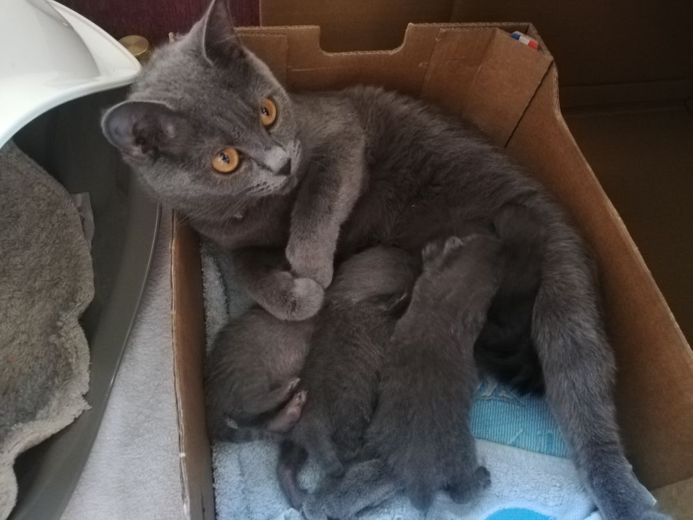   ADORABLES CHATONS CHARTREUX 