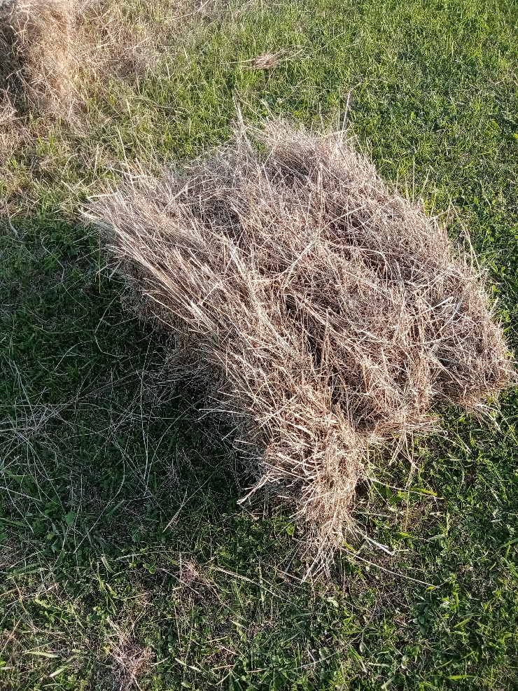 foin sans engrais / nourrisseur  a lapin 1 55000 Rumont