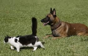 garde d'animaux &agrave; domicile 13 42152 L'horme